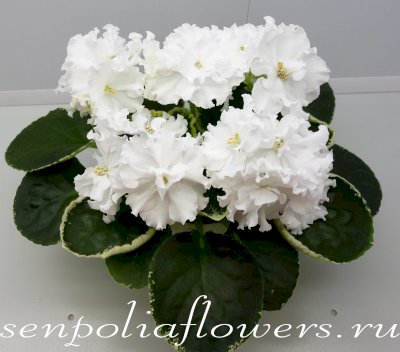 Фиалка Ян-Морозко (Пуминова Н)