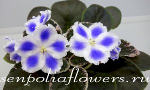 Фиалка Ян-Султан