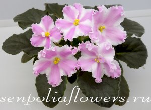 Фиалка Ян-Улыбка ( Пуминова Н.)