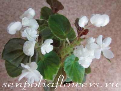 Бегония Вечноцветущая Doublet White