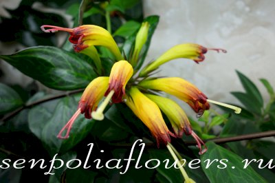 Эсхинантус Black Pagoda